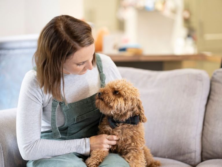 Itzhome Wilmslow Pet Sitting