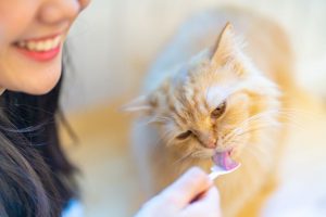 Itzhome Hounslow Pet Sitting Work Opportunities