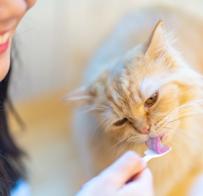 Itzhome Hounslow Pet Sitting Work Opportunities