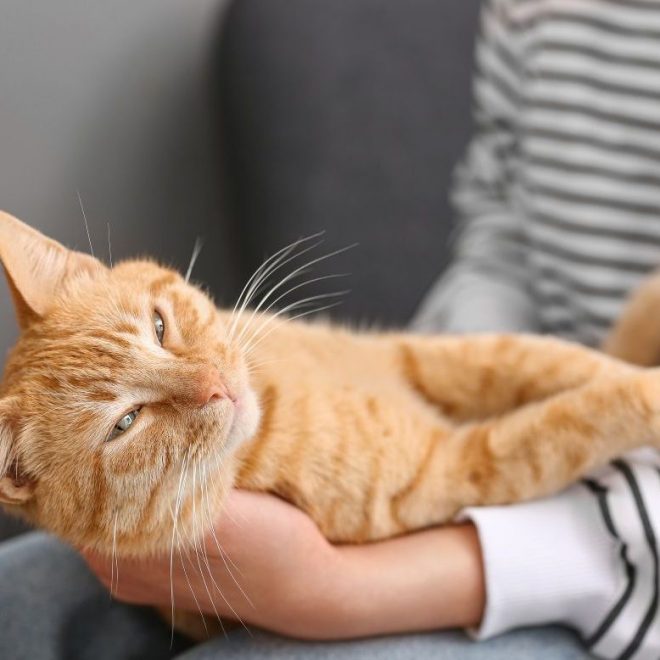 Itzhome Leeds Pet Sitting Services