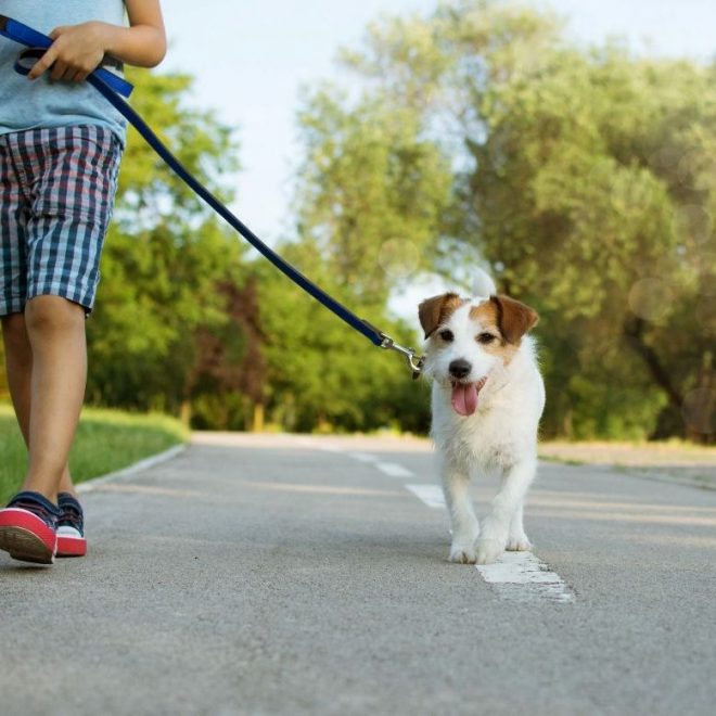 Itzhome Nottingham Pet Sitting Services