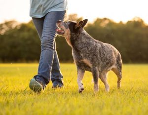 Itzhome Wilmslow Pet Sitting Services