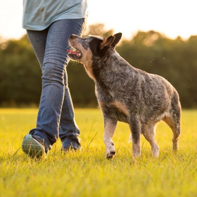 Itzhome Wilmslow Pet Sitting Services