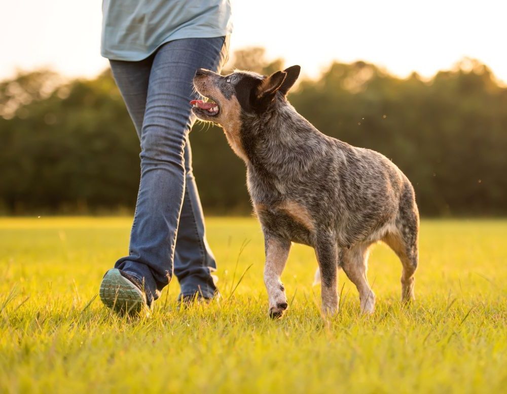 Wilmslow Pet Sitting Professionals