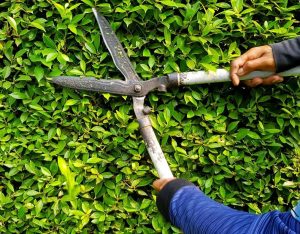 Itzhome Chiswick Gardening Services