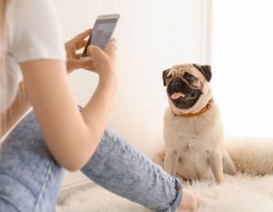 Itzhome Southend Pet Sitting Services