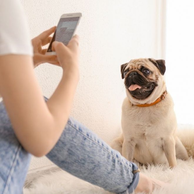 Itzhome Southend Pet Sitting Services