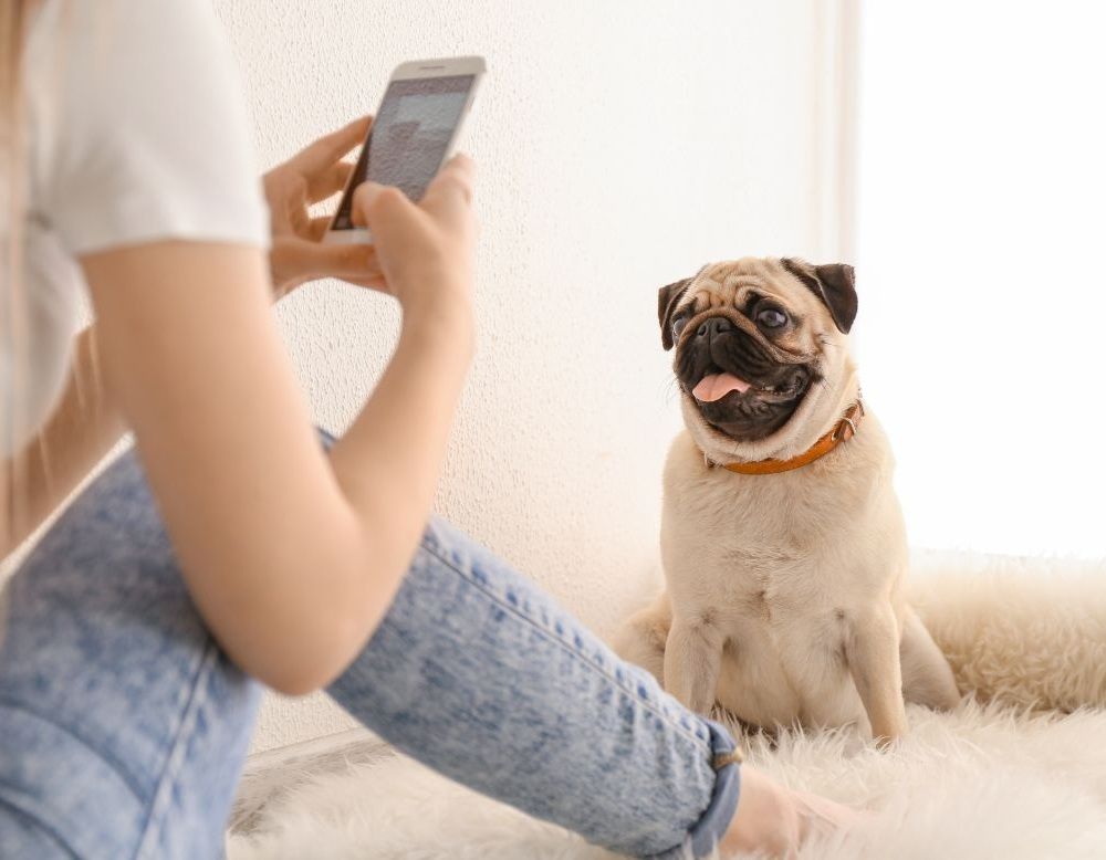 Pet Sitting Services in Southend