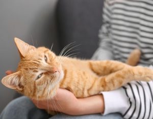 Itzhome Bolton Pet Sitting Services