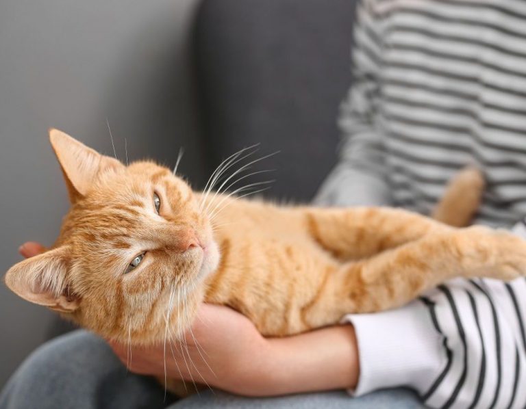 Itzhome Bolton Pet Sitting Services