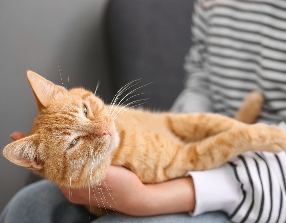 Pet Sitting Services in Bolton