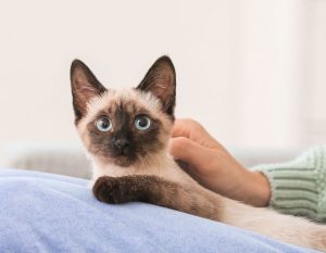 Itzhome Glasgow Pet Sitting Services