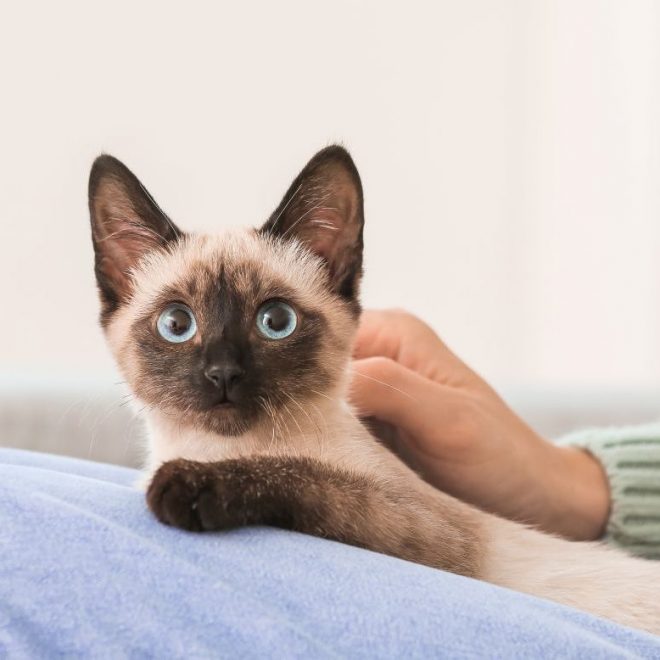 Itzhome Preston & Chorley Pet Sitting Service...