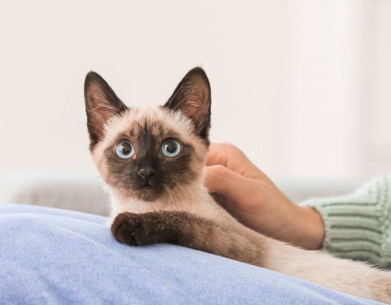 Itzhome Preston & Chorley Pet Sitting Services