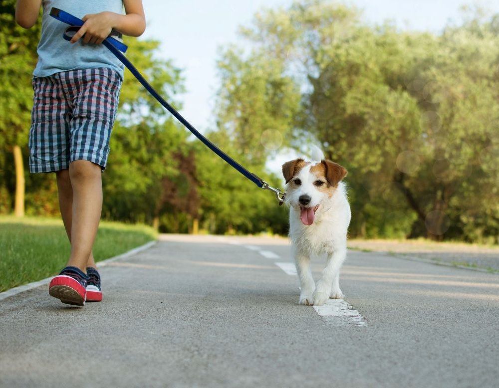 Wirral Pet Sitting Professionals