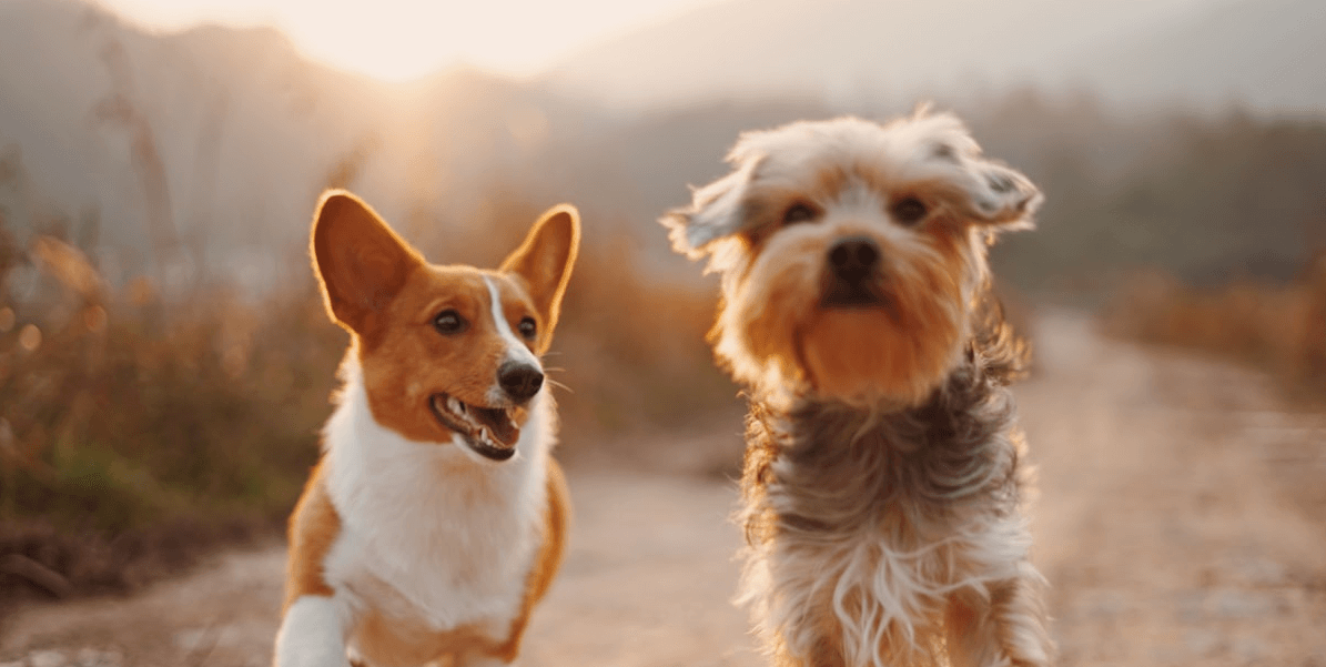 Itzhome Peak District Pet Sitting Work Opportunities